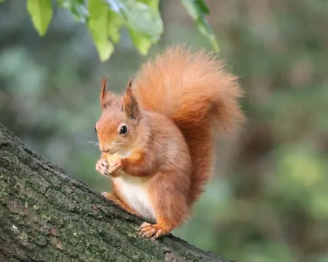 Isle of Wight Squirrels Flourishing on the Island with Potential to Nearly Double, Study Reveals