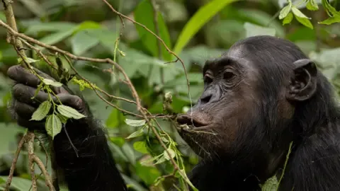 Chimpanzees Drinking a Daily Dose of a Beer Daily from Fermented Fruit, Study Shows