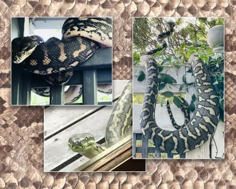 Embracing my Reptiles in the Roof: A Journey from Fear to Respect